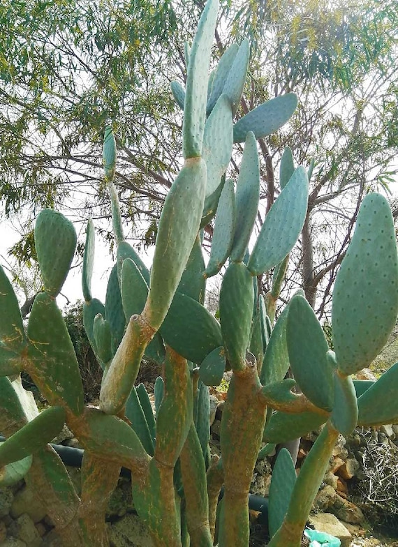Feigenkaktus ohne Dornen, gelbe Frchte, stachelloser Kaktus  Sukkulente  Opuntia ficus indica Santamaria - Etsy.de