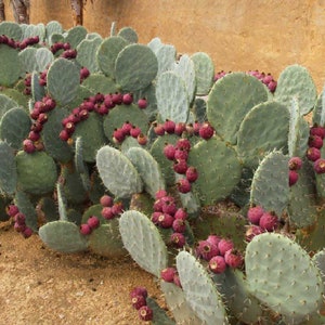 Round prickly pear shovel large red fruits nopal cutting - Opuntia Robusta plant 1pc
