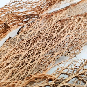 Fibra di fico d'india essiccata scheletro cactus da 0,50 mq a 2,50 mq- Opuntia ficus indica