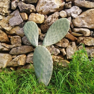 1Pz Pianta pala fico d&#39;india alberello per frutti - Cactus Opuntia ficus indica
