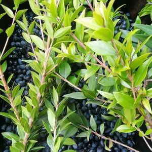 Feuilles de myrte fraîches cueillies à la main, Italie - Myrtus Communis