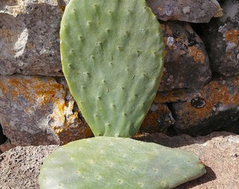 Vijgcactus voor extra grote vruchten 50 cm - Opuntia ficus indica 1 stuk