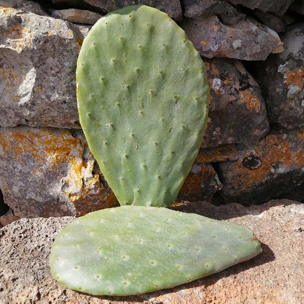 Feigenkaktusschaufel für extra große Früchte 50 cm - Opuntia ficus indica 1St