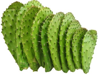 Nopales Blasse Kaktusfeigen frisch zum Kochen - O. ficus indica