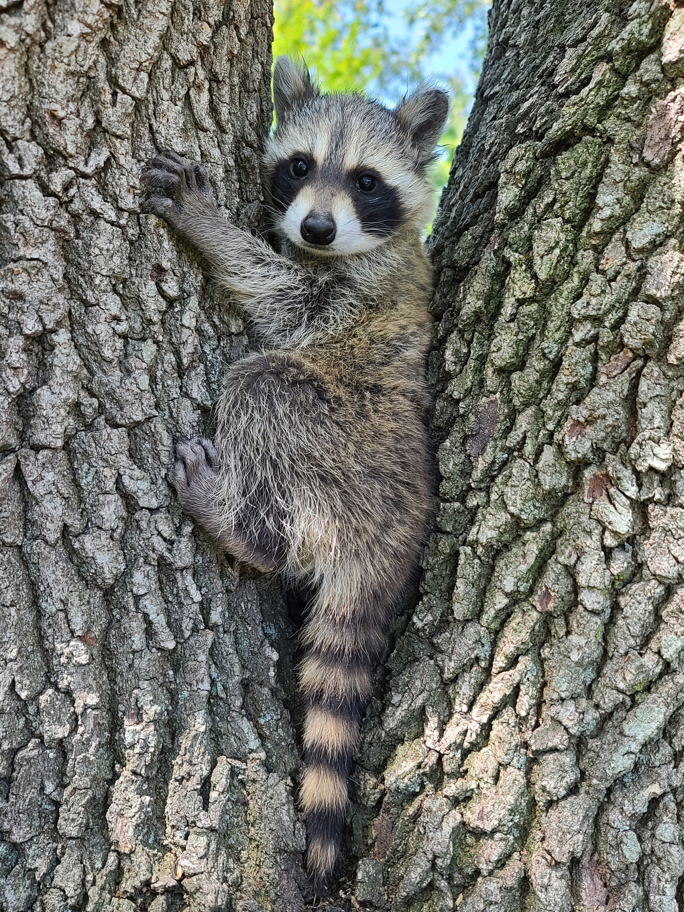 Large Baby Raccoon Sticker