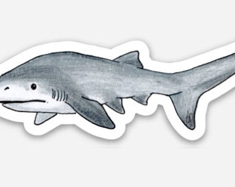 Bluntnose Sixgill Shark Sticker