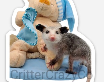 Opossum with Teddy Sticker