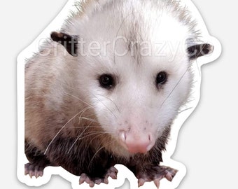 Opossum Sticker, Hercules