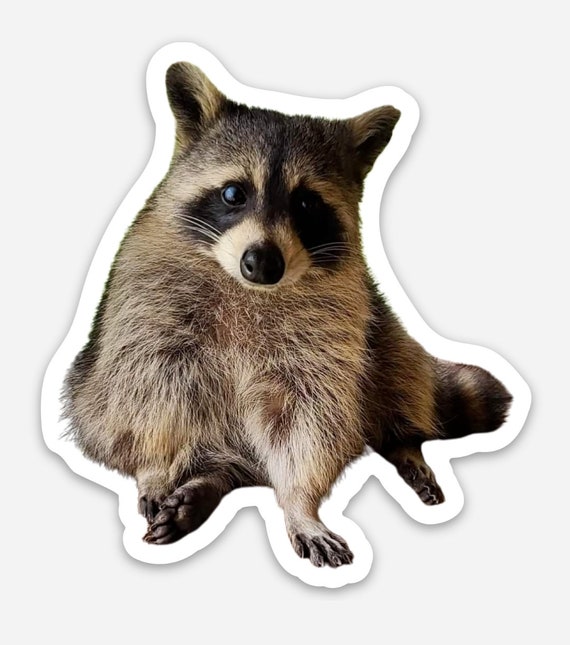 Baby Raccoon Vinyl Sticker