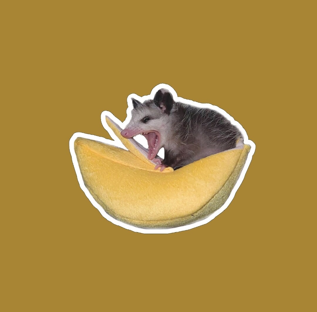 Opossum Banana Hammock Sticker Etsy