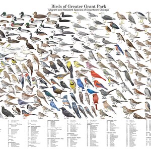 Póster de pájaros de Grant Park (24"x36")