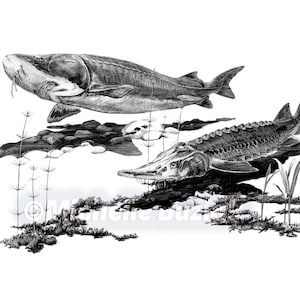 May include: Black and white pen and ink drawing of two sturgeon fish swimming in a river. The fish are drawn in detail, with scales and fins visible. The river is depicted with rocks and aquatic plants.