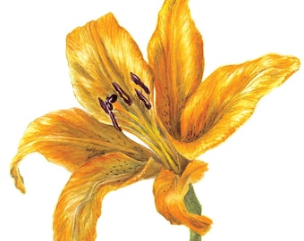 Orange Lily Botanical Sticker