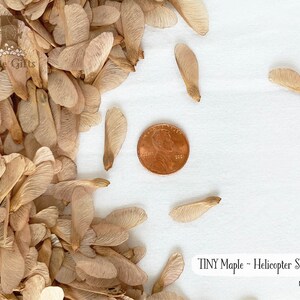 Dried Maple seeds 25-100 ct, Tiny Helicopter Seeds, Samara Spouts, Mini Silver Maple Tree Seeds for Crafts, Wedding Confetti, Twirler Seeds