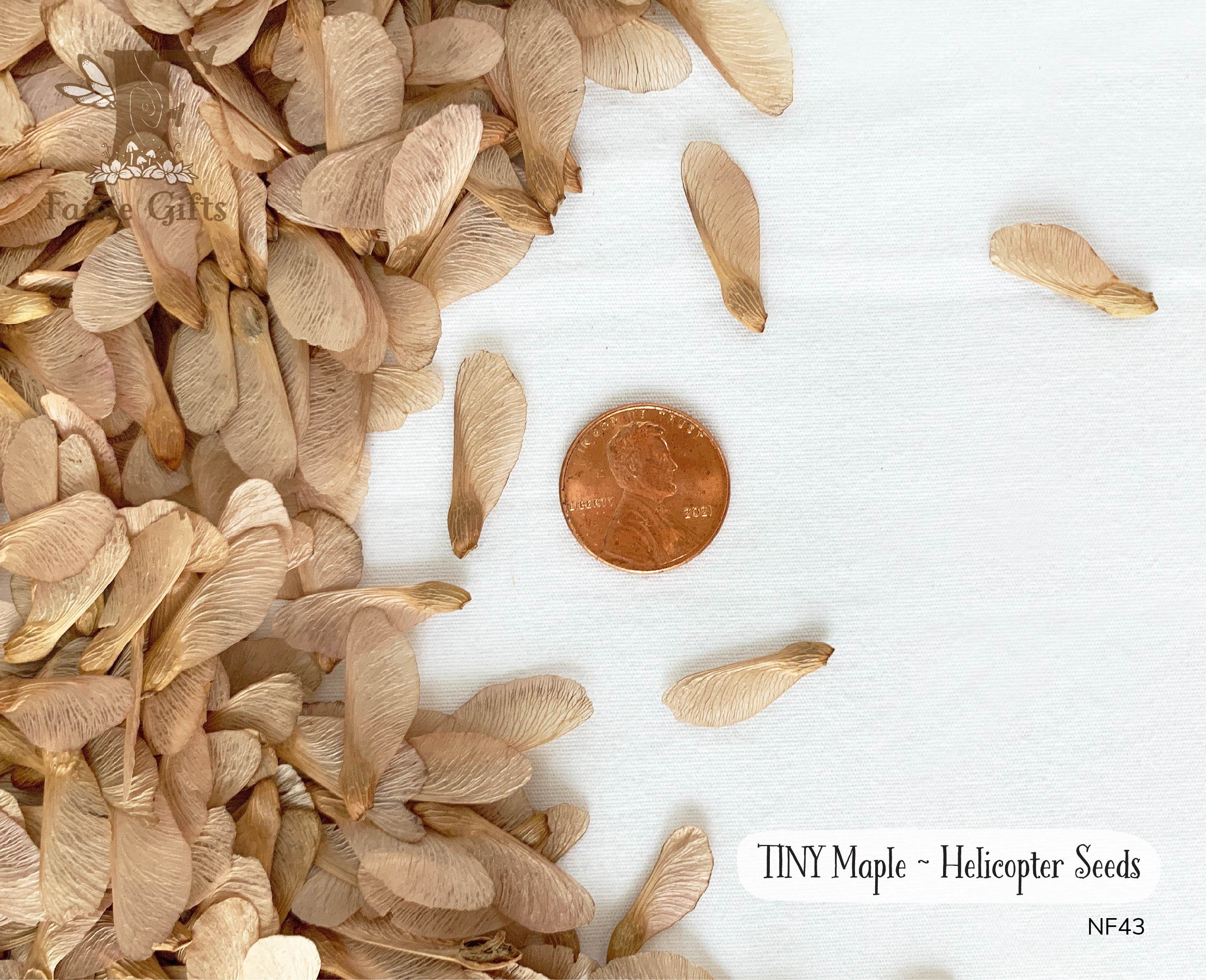 Silver maple tree seeds