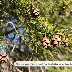 May include: Close-up of a hemlock tree branch with multiple small, brown pine cones. The green needles and cones are in sharp focus against a blurred background. Text on the image reads: "Mini pine cones from hemlock tree, handpicked in northern Virginia."