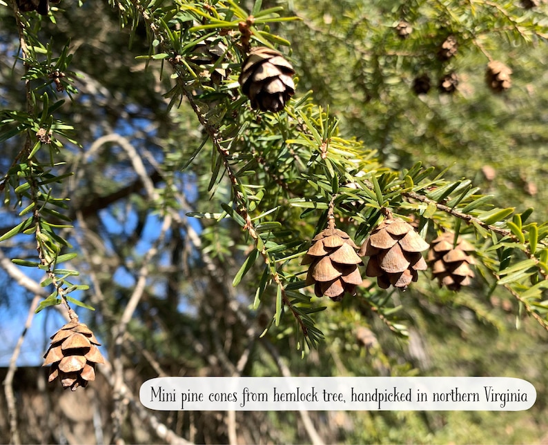Mini Pine Cones, 25, 50, 100 ct., Hemlock Tree Pine Cones, Natural Craft, Rustic Ornament, Florist Supply image 2