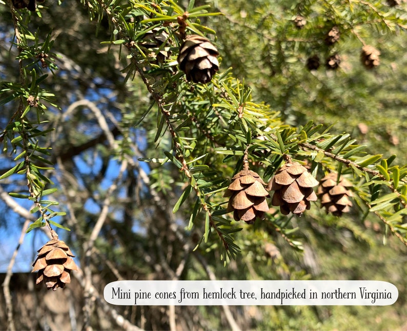 May include: Close-up of a hemlock tree branch with multiple small, brown pine cones. The green needles and cones are in sharp focus against a blurred background. Text on the image reads: "Mini pine cones from hemlock tree, handpicked in northern Virginia."