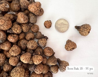 Acorn Buds 25-50 ct, Acorn Buds Assorted Sizes, Cute Acorns, Scarlet Oak Acorn Buds, Natural Craft Supply, Fairy Houses Decoration