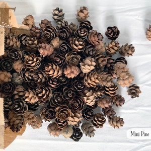 May include: A collection of mini pine cones in varying shades of brown, spilling out of a brown paper bag. The cones are small, with a textured surface. The text "Mini Pine Cones" is visible in the lower right corner.