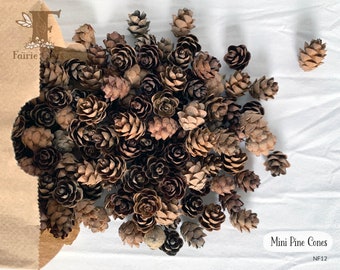 Mini Pine Cones, 25, 50, 100 ct., Hemlock Tree Pine Cones, Natural Craft, Rustic Ornament, Florist Supply