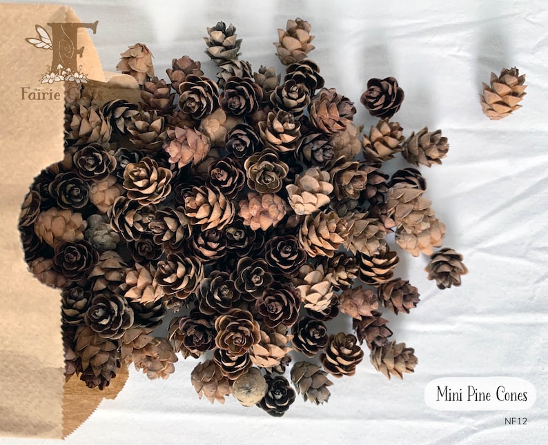 May include: A collection of mini pine cones in varying shades of brown, spilling out of a brown paper bag. The cones are small, with a textured surface. The text "Mini Pine Cones" is visible in the lower right corner.