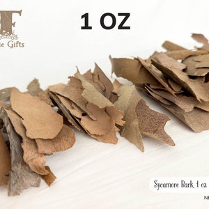 Sycamore Bark 1 oz, Natural Tree Bark, Curly Bark Pieces, Forest Craft, Rustic Decoration, Small Thin Bark Strips, Fairy House Supply