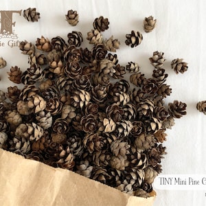 May include: A collection of tiny mini pine cones, in shades of brown, spilling from a brown paper bag. The cones are scattered across a white surface. Text on the image reads "TINY Mini Pine Cones" and "NF13". The logo for "Fairie Gifts" is in the upper left corner.