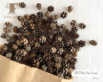 Tiny Mini Pine Cones, 25, 50 ct., Hemlock Tree Pine Cones, Natural Holiday Craft, Rustic Ornament, Florist Supply, Miniature pinecones