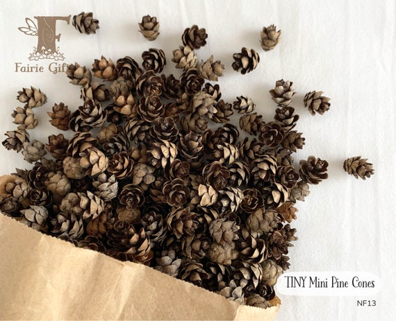 Tiny Mini Pine Cones, 25, 50 ct., Hemlock Tree Pine Cones, Natural Holiday Craft, Rustic Ornament, Florist Supply, Miniature pinecones