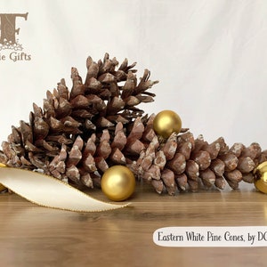 May include: A dozen Eastern White Pine cones, with a natural brown color, arranged on a wooden surface with gold ornaments. The cones are a popular choice for crafting and decorating.