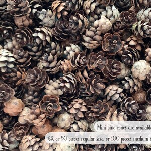 May include: A close-up shot of a collection of mini pine cones in various shades of brown and tan. The cones are densely packed together, creating a textured surface. Text on the image reads: "Mini pine cones are available in 25, or 50 pieces regular size, or 100 pieces medium size."
