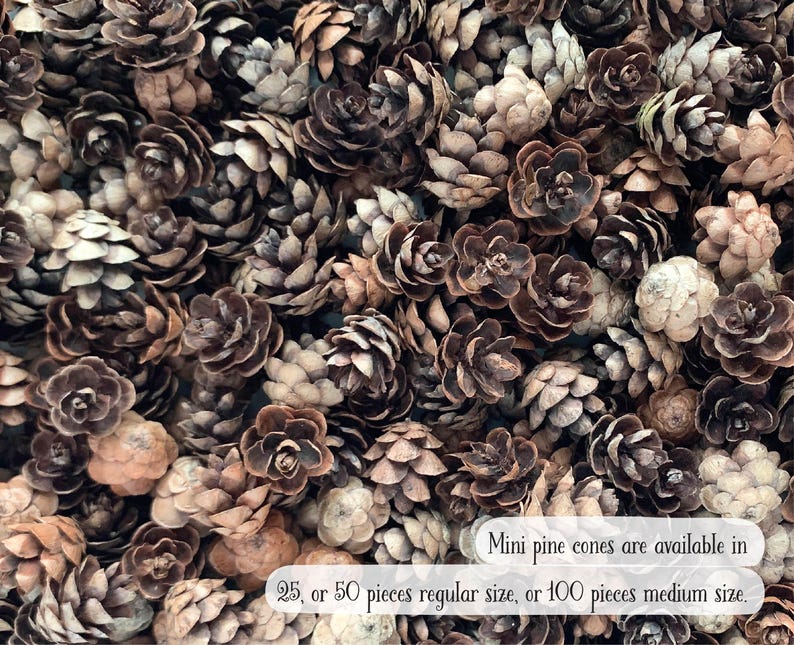 May include: A close-up shot of a collection of mini pine cones in various shades of brown and tan. The cones are densely packed together, creating a textured surface. Text on the image reads: "Mini pine cones are available in 25, or 50 pieces regular size, or 100 pieces medium size."