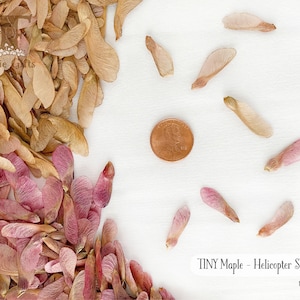 May include: A close-up of a pile of brown and pink maple helicopter seeds. The seeds are scattered around a penny, which is used to show the size of the seeds. The text "TINY Maple - Helicopter Seeds" and "NF43" are visible in the image.