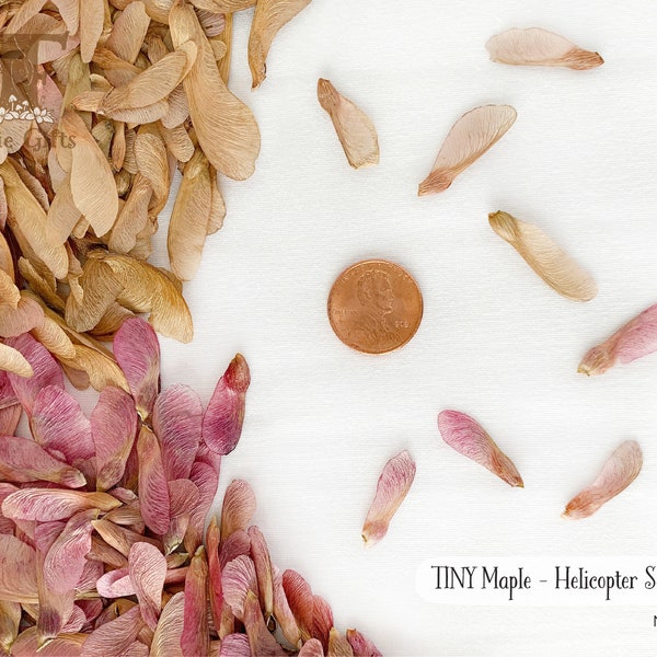 Dried Maple seeds 25-100 ct, Tiny Helicopter Seeds, Samara Spouts, Mini Silver Maple Tree Seeds for Crafts, Wedding Confetti, Twirler Seeds
