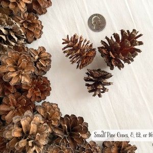May include: A collection of small brown pine cones with a silver quarter coin for scale. The text on the image reads Small Pine Cones, 8, 12, or 16 pcs and NF04. The pine cones have a woody texture and are arranged in a cluster on the left side.
