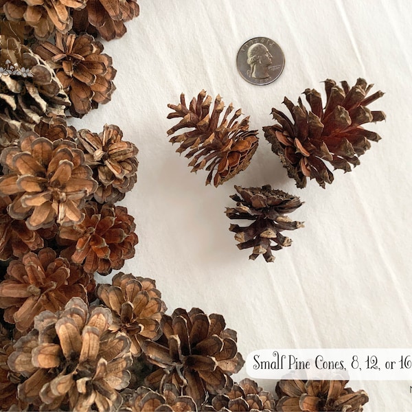 Small Pine Cones 8, 12, 16 ct, Short Pine Cones 1.5”-2.5” tall, Mini Cones, Cute Pinecone, Shortleaf Pine Cone, Natural Cones for Crafts