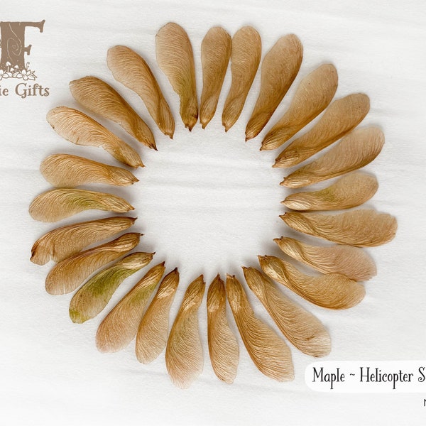 Dried Maple Seeds 25-100 ct, Helicopter Seeds, Natural Maple Spouts, Silver Maple Tree Seeds, Samaras for Crafts or Weddings, Eco Confetti