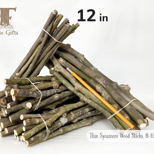 Thin Wood Sticks 12 in, Sycamore Wooden Sticks 11-12 ct, Branch Bundle, Craft Branches, Rustic Sticks, Dried Wooden Supply