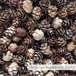 Mini Pine Cones, 25, 50, 100 ct., Hemlock Tree Pine Cones, Natural Craft, Rustic Ornament, Florist Supply image 4