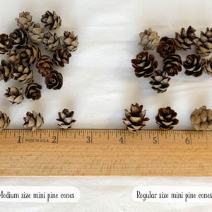 May include: A collection of mini pine cones in varying sizes, displayed on a white surface with a wooden ruler. The cones range in color from light tan to dark brown. Text on the image reads "Medium size mini pine cones" and "Regular size mini pine cones."