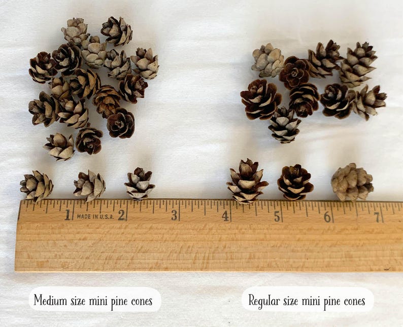 May include: A collection of mini pine cones in varying sizes, displayed on a white surface with a wooden ruler. The cones range in color from light tan to dark brown. Text on the image reads "Medium size mini pine cones" and "Regular size mini pine cones."