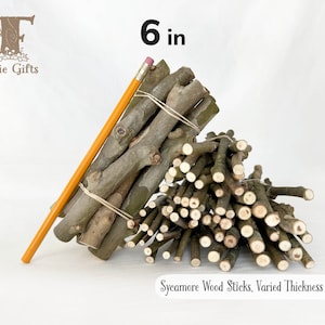 Wood Sticks 6 in, Sycamore Branches, Dried Wooden Sticks, Stem Supply, Varied Thickness Stick Bundles, Pumpkin Sticks