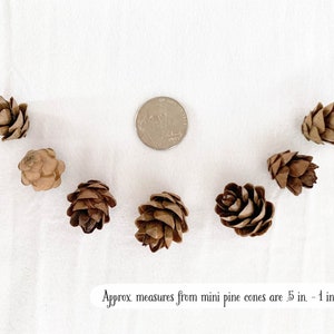 May include: A collection of small, brown pine cones arranged in an arc, with a US quarter coin for size comparison. The cones are approximately .5 to 1 inch long. The text at the bottom reads: Approx. measures from mini pine cones are .5 in. - 1 in. long.