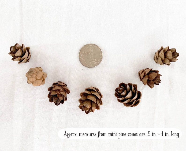 May include: A collection of small, brown pine cones arranged in an arc, with a US quarter coin for size comparison. The cones are approximately .5 to 1 inch long. The text at the bottom reads: Approx. measures from mini pine cones are .5 in. - 1 in. long.