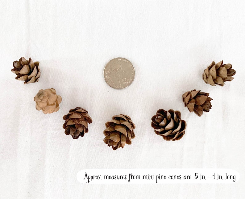 Mini Pine Cones, 25, 50, 100 ct., Hemlock Tree Pine Cones, Natural Craft, Rustic Ornament, Florist Supply image 3