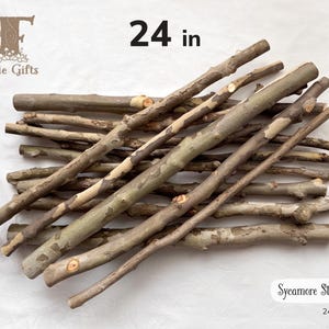 May include: A collection of natural sycamore sticks, each measuring 24 inches in length. The sticks feature a smooth, light brown and grey bark with visible patches and knots. The image includes the text Fairie Gifts and Sycamore Sticks 24VS2.