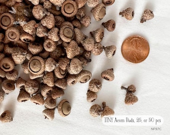 TINY Acorn Buds 25-50 ct, Mini Acorn Buds, Cute Acorns, Southern Red Oak Acorn Buds, Natural Craft Supply, Miniature Acorn Buds