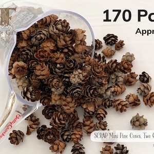 May include: A clear measuring cup filled with approximately 170 small, brown pine cones. The text "SCRAP Mini Pine Cones, Two Cups" is visible. The image also includes the text "170 Pcs Approx" and the logo "Fairie Gift".
