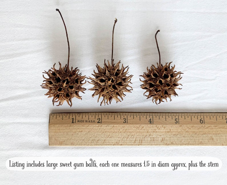 Sweet Gum Tree Balls by DOZEN LARGE Sweet Gum Seed Pods 8 Etsy